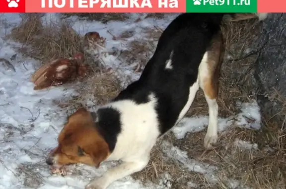 Найдена собака в Кромском (Соломино), Фатежский район, Курская область