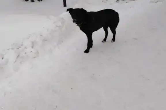 Найдена собака на улице Громова в Новосибирске
