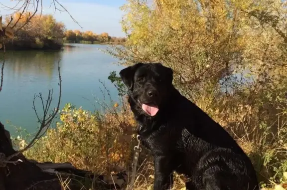 Пропала собака Фаби, Волгоград