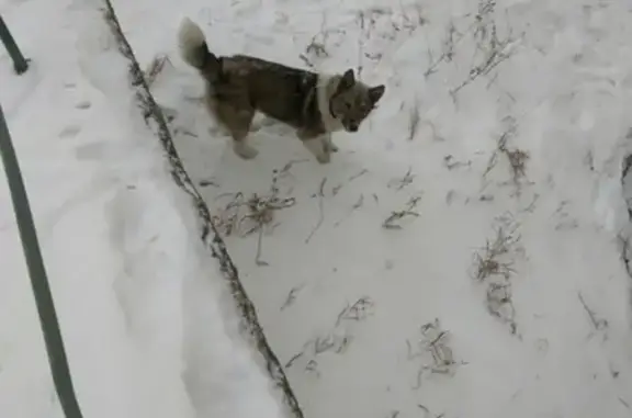 Найдена собака в микрорайоне Зелёный, Иркутск.