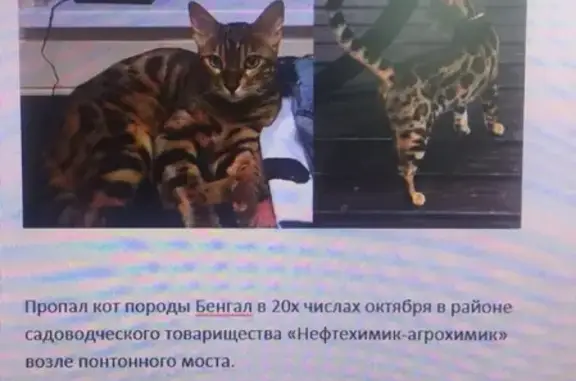 Пропала кошка бенгальской породы в Нижнекамске, вознаграждение 50 тыс. рублей