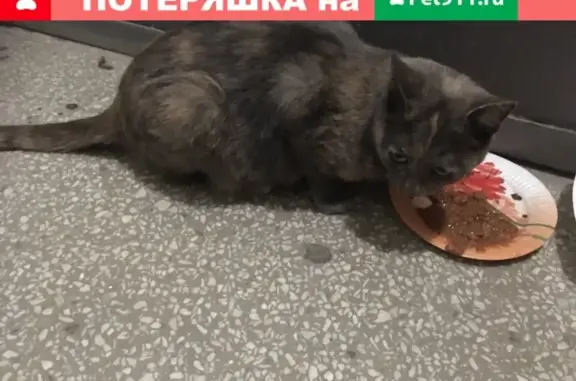 Найдена кошка на ул. Восстания (Екатеринбург)