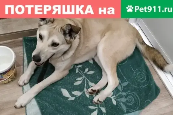 Найдена собака в Томске, ищем хозяина