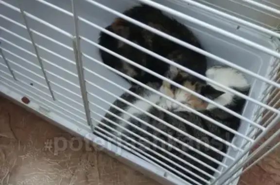 Найдена трехшерстная кошка в Новосибирске