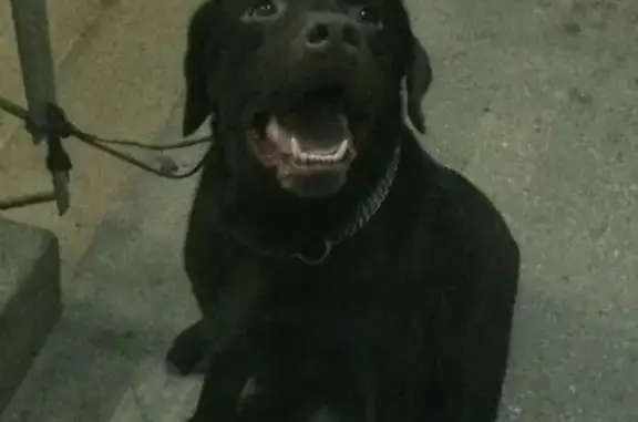 Найдена собака на улице Адмирала Лазарева