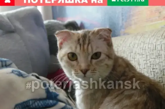 Кошки потеряшки, Новосибирск, фото: Потеряшка кошка Бетти в районе школы 50 (Юго-Западный)