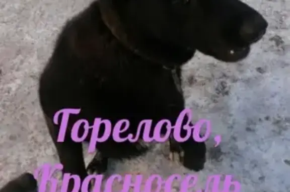 Найдена собака в СПб, Красносельский район, Горелово
