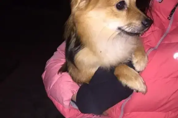 Найдена собака в Северодвинске