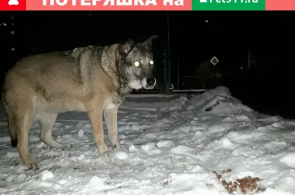 Потерянная собака в Кучино, МО на ул. Октябрьской