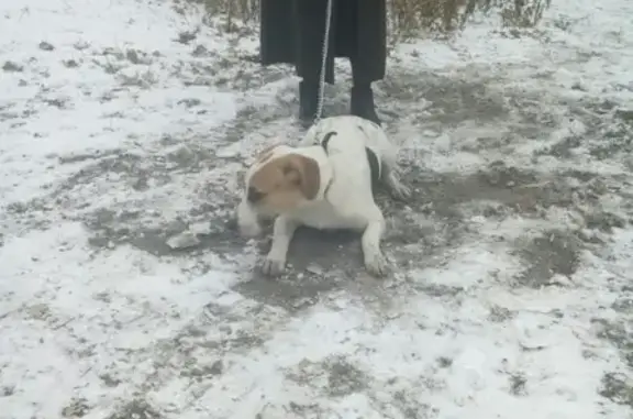 Найдена собака в Воронеже, ищем старого хозяина