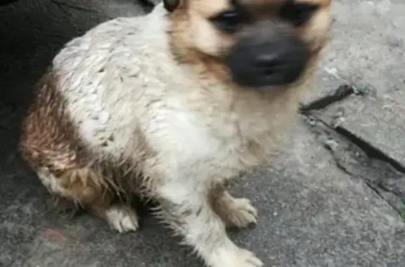Собака найдена на 18 линии в Ростове-на-Дону