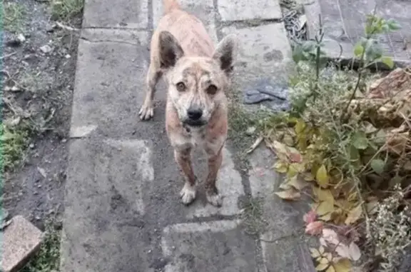 Найдена собака в Кургане