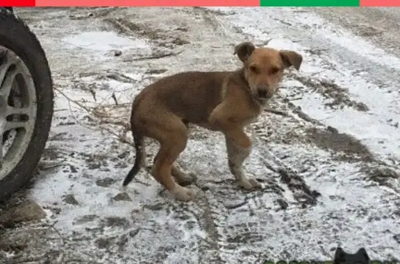 Найдена собака в Рябково, ищем хозяина