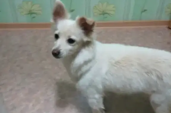 Пропала собака Нюша в Сосногорске