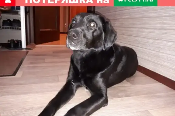 Найдена собака в районе Ленты, нужен репост