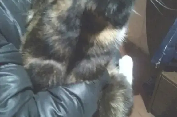 Найдена кошка на Горького 111, Вологда.