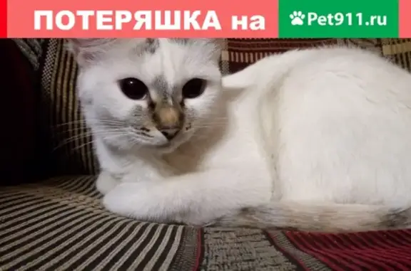 Пропала кошка на улице Щетинкина 59