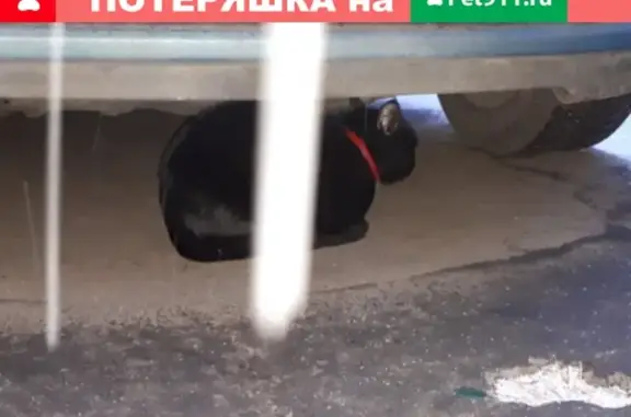 Найдена кошка в Москве, ул. Михайлова, ищу хозяина!