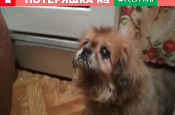 Найдена собака возле 90 гимназии на ул. Комарова