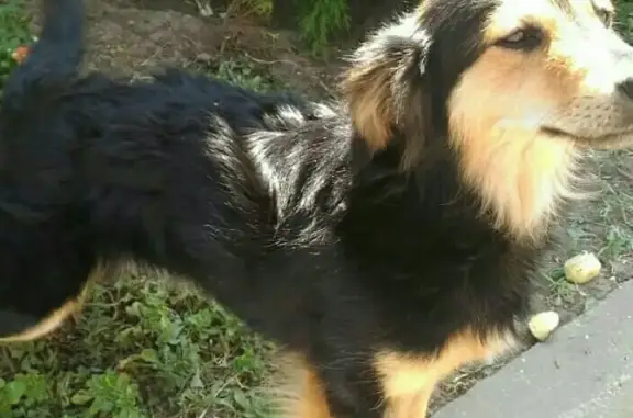 Найден пёс в Ростове-на-Дону, нужен приют