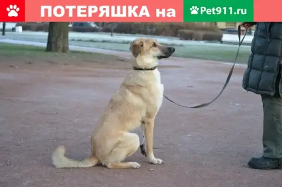 Найдена рыжая собака в Кемерово на Октябрьском проспекте