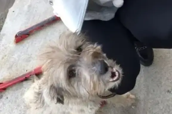 Найдена собака на Транспортной в Сочи