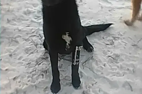 Собака найдена на ул. Байдукова, Пенза