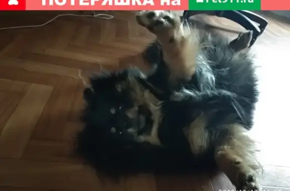 Пропала собака Гарик в Ижевске