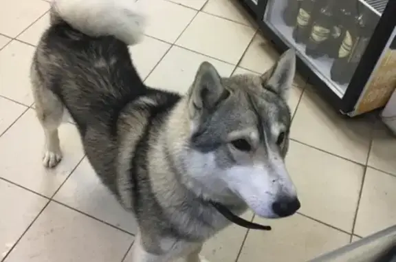 Собака найдена на ул. М. Жукова, Н. Новгород