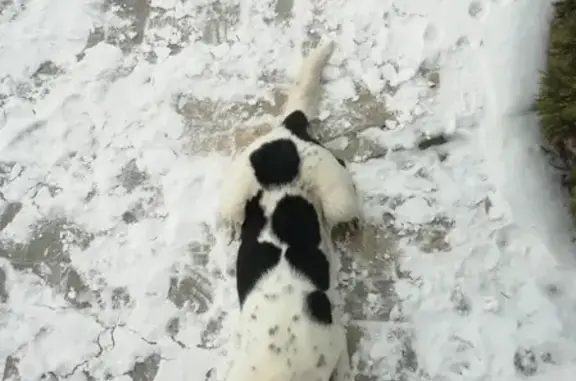 Найдена собака в микрорайоне Подгорное, Воронеж
