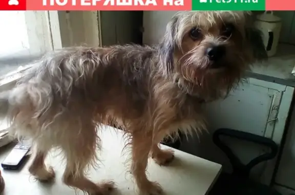 Найдена потеряшка собака в Старице, Тверская область