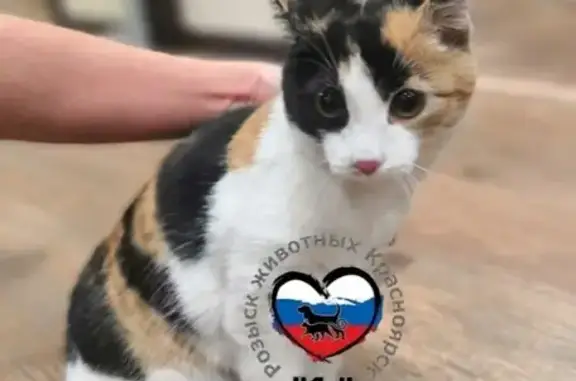 Найдена кошка на ул. Павлова