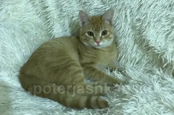 Найден котенок на ул. Потылицына