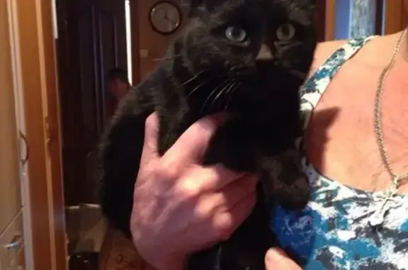 Найден чёрный кот в Железногорске