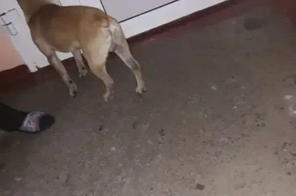 Найдена собака на ул. Покрышкина