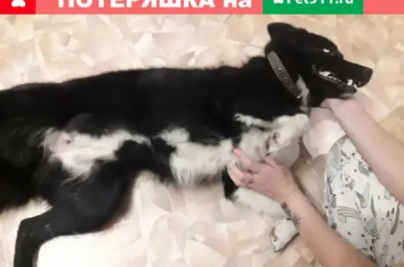 Найдена собака на Советской 22