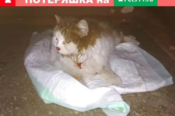 Найдена кошка: Чкалова, 37, возле 4-го подъезда.
