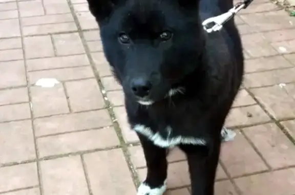 Пропала собака в Орехово-Зуево.