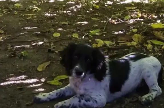 Пропала собака Чарли в районе Мельпродукт-1 школа, Волгоградская область