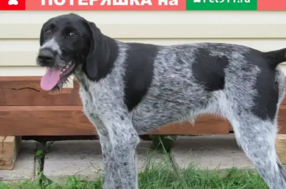 Пропала собака Лана в с. Новомакарово, Воронежская область