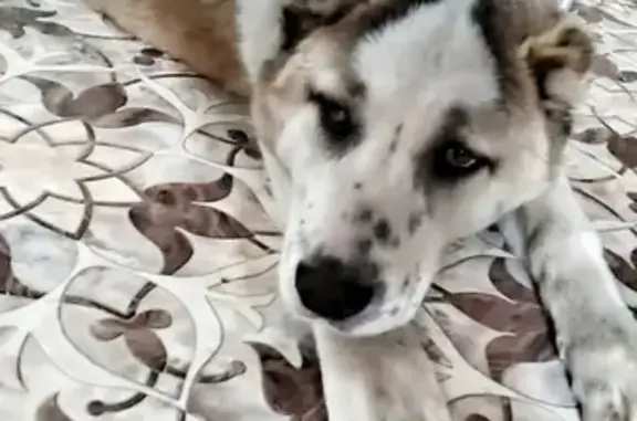 Пропала собака в Керчи: Азиатская овчарка Зар, кобель, 1 год
