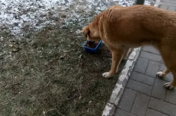 Найдена собака на Наумова, 69 - нужен приют