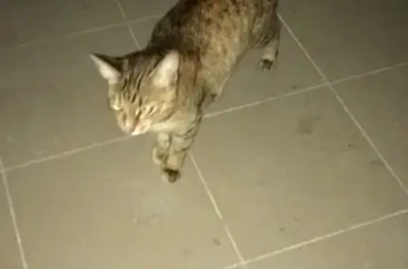 Найдена кошка на Краснопольском проспекте