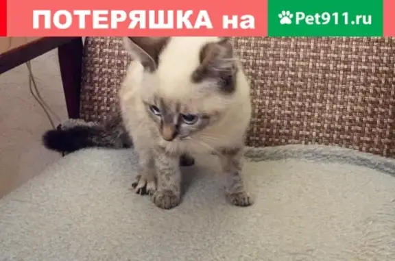Найден котенок на ул. Гагарина!