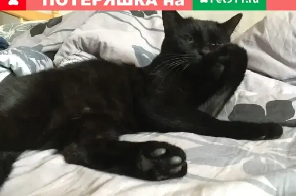 Найден черный кот в Ярославле, ищем хозяев!