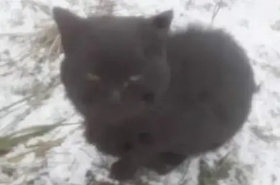 Найден кот в деревне Гнори, Ленобласть