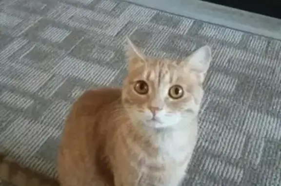 Кошки потеряшки, Оренбург, фото: Потеряшка кот в Ростоши-2, Оренбург.