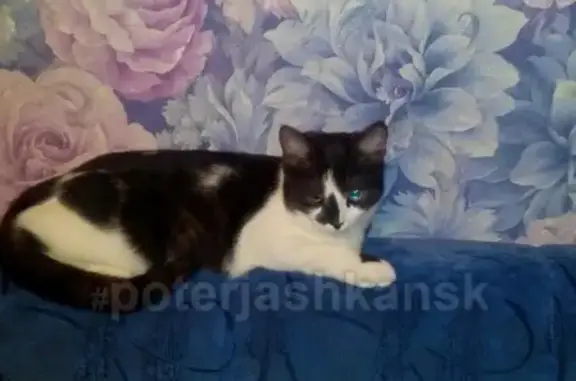 Кошки потеряшки, Новосибирск, фото: Потеряшка кошка Тема, Вокзальная 30-64, пятно на носу, 30-16-33.