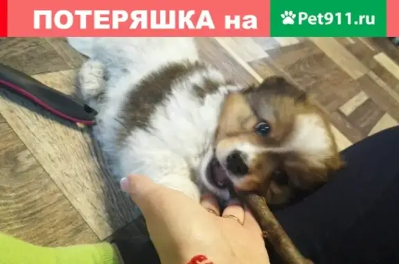 Пропал щенок на ул. Озерская, Московская область