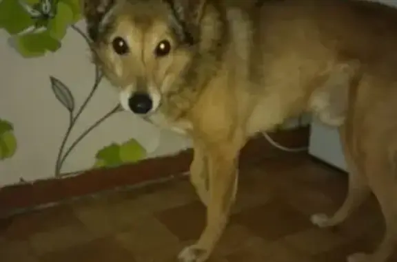 Найдена собака на улице Осипенко, Кемерово